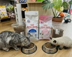 Hạt mèo Royal Canin Kitten 2kg