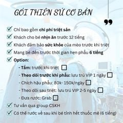 Thiên sứ Mèo đực