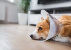 Thiên sứ Chó Cái