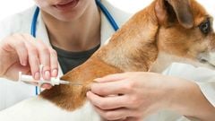 Vaccine 7 bệnh cho chó