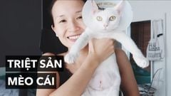 Thiên sứ Mèo Cái