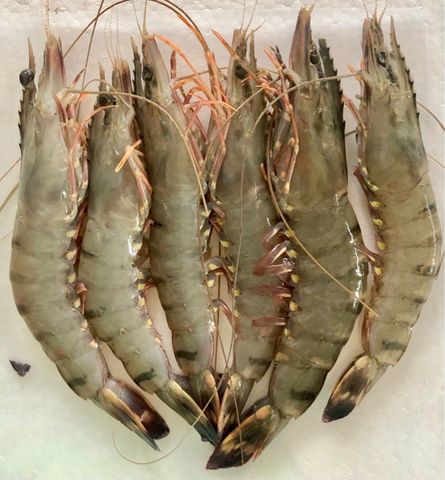  Tôm Sú quảng canh 300g/gói 