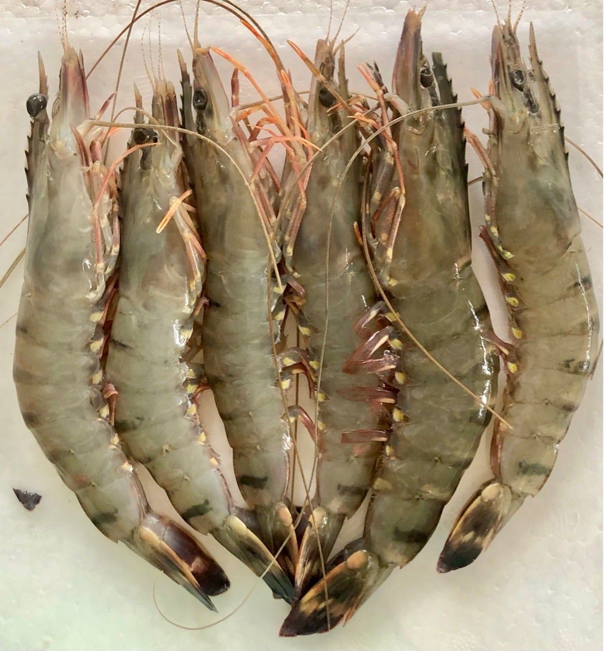 Tôm Sú quảng canh 300g/gói