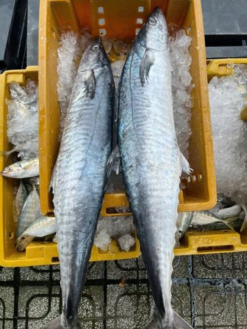  Cá thu ống cắt khoanh 250g/khay 