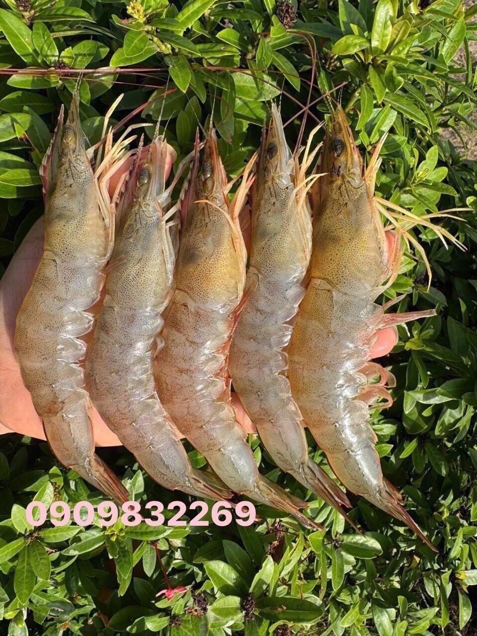 Tôm thẻ quảng canh 20-22 500g