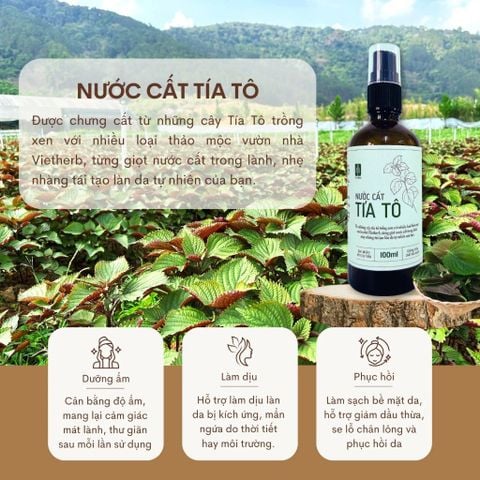  Nước cất tía tô 