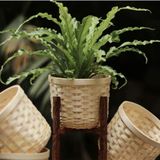  Chậu tre trồng cây phong cách tối giản | Minimalist-style Bamboo Planter 