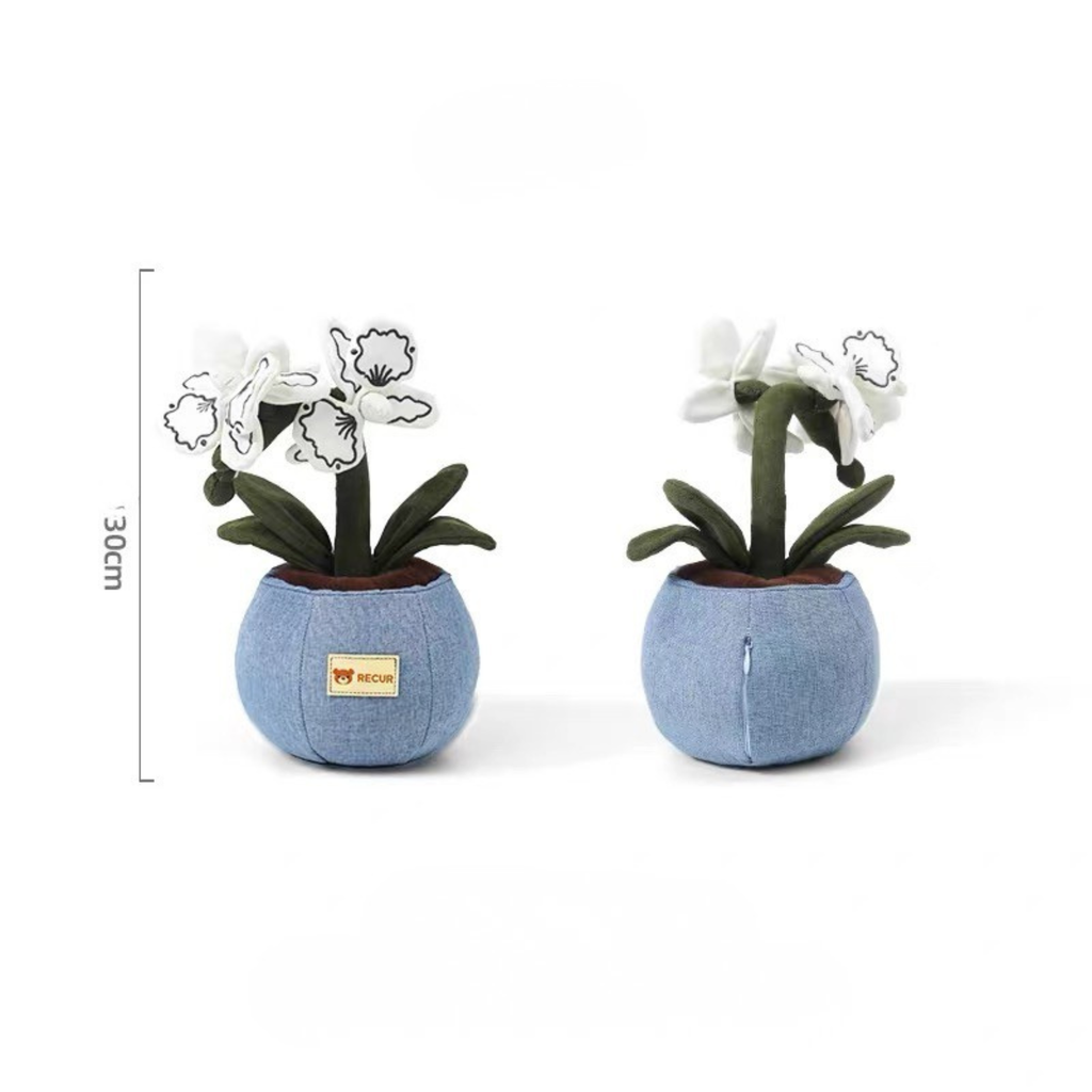 Recur - Cây hoa nhồi bông Moth Orchid (Có Hương Thơm)