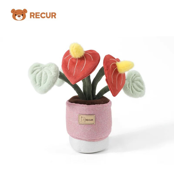 Recur - Cây hoa nhồi bông Anthurium (Có Hương Thơm)