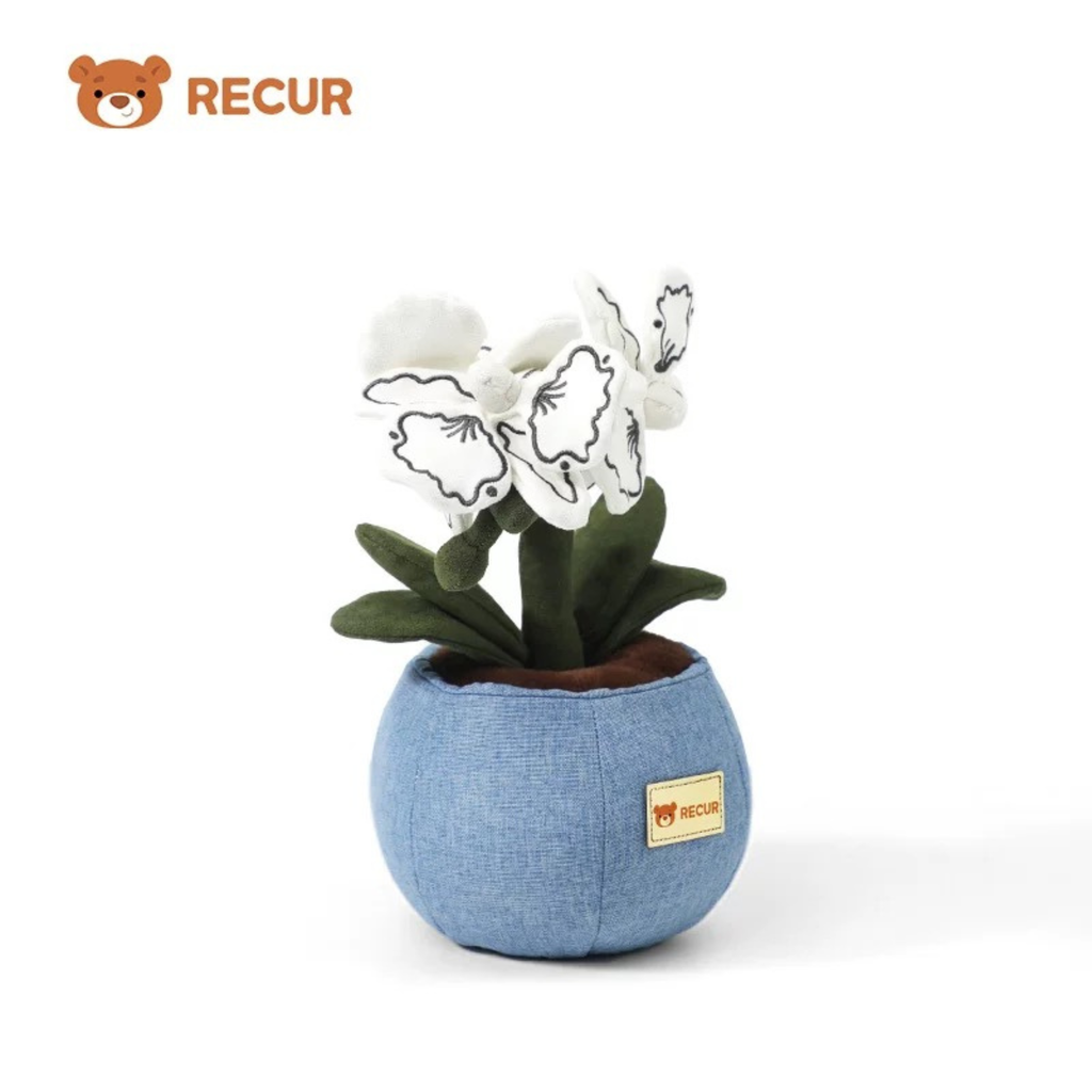 Recur - Cây hoa nhồi bông Moth Orchid (Có Hương Thơm)