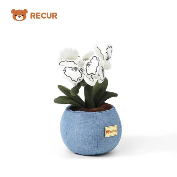 Recur - Cây hoa nhồi bông Moth Orchid (Có Hương Thơm)