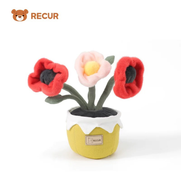 Recur - Cây hoa nhồi bông Corn Poppy (Có Hương Thơm)