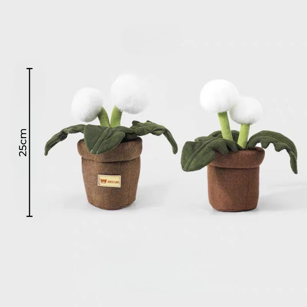 Recur - Cây hoa nhồi bông Dandelion (Có Hương Thơm)