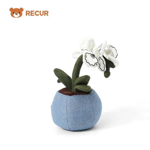 Recur - Cây hoa nhồi bông Moth Orchid (Có Hương Thơm)