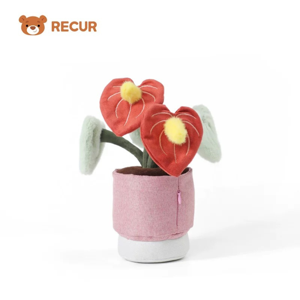 Recur - Cây hoa nhồi bông Anthurium (Có Hương Thơm)