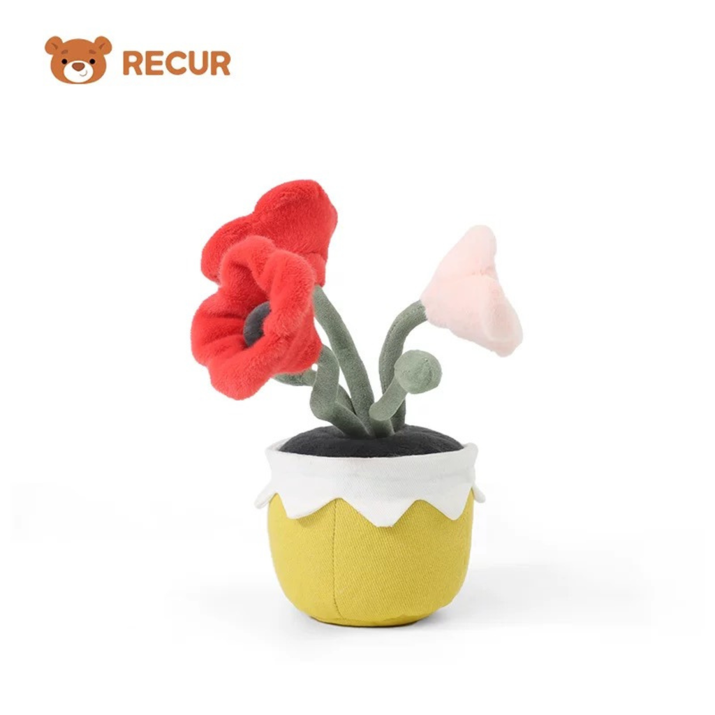 Recur - Cây hoa nhồi bông Corn Poppy (Có Hương Thơm)