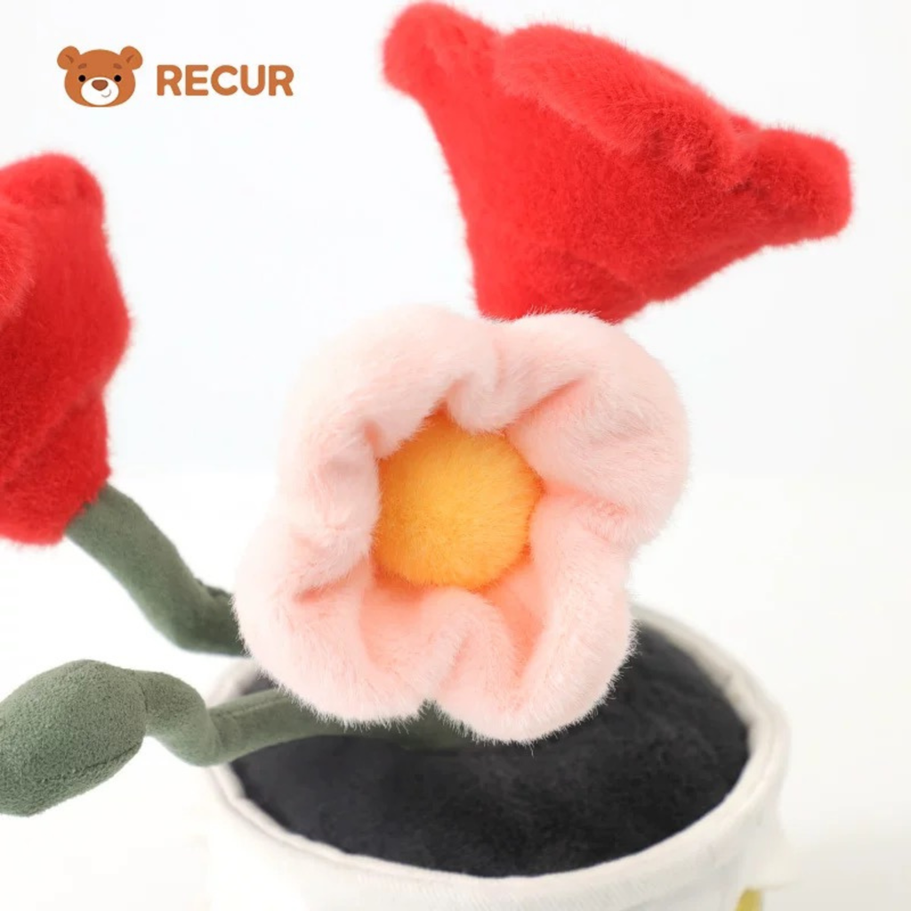 Recur - Cây hoa nhồi bông Corn Poppy (Có Hương Thơm)