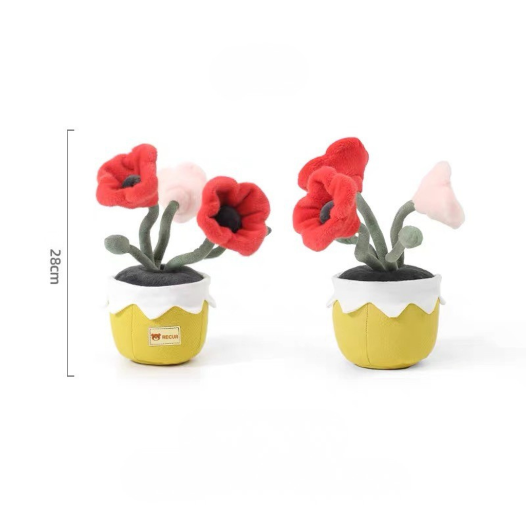 Recur - Cây hoa nhồi bông Corn Poppy (Có Hương Thơm)