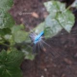 Đầu tưới phun mưa hình nón CFd Downspray