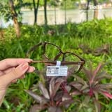  Gọng Kính Ray-Ban RX7248D 8409 chính hãng GIÁ TỐT LIÊN HỆ 0948.74.5959 (Mrs.Hà) 