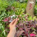 Gọng Kính Ray-Ban RX7265 8491 chính hãng GIÁ TỐT LIÊN HỆ 0948.74.5959 (Mrs.Hà) 