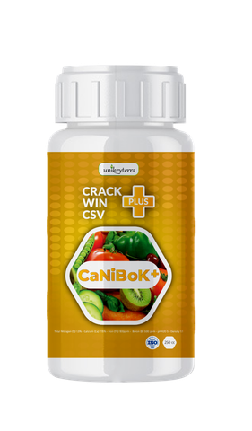 CRACK WIN PLUS