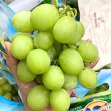  Nho xanh Autumn Crisp Sunlight Mỹ 