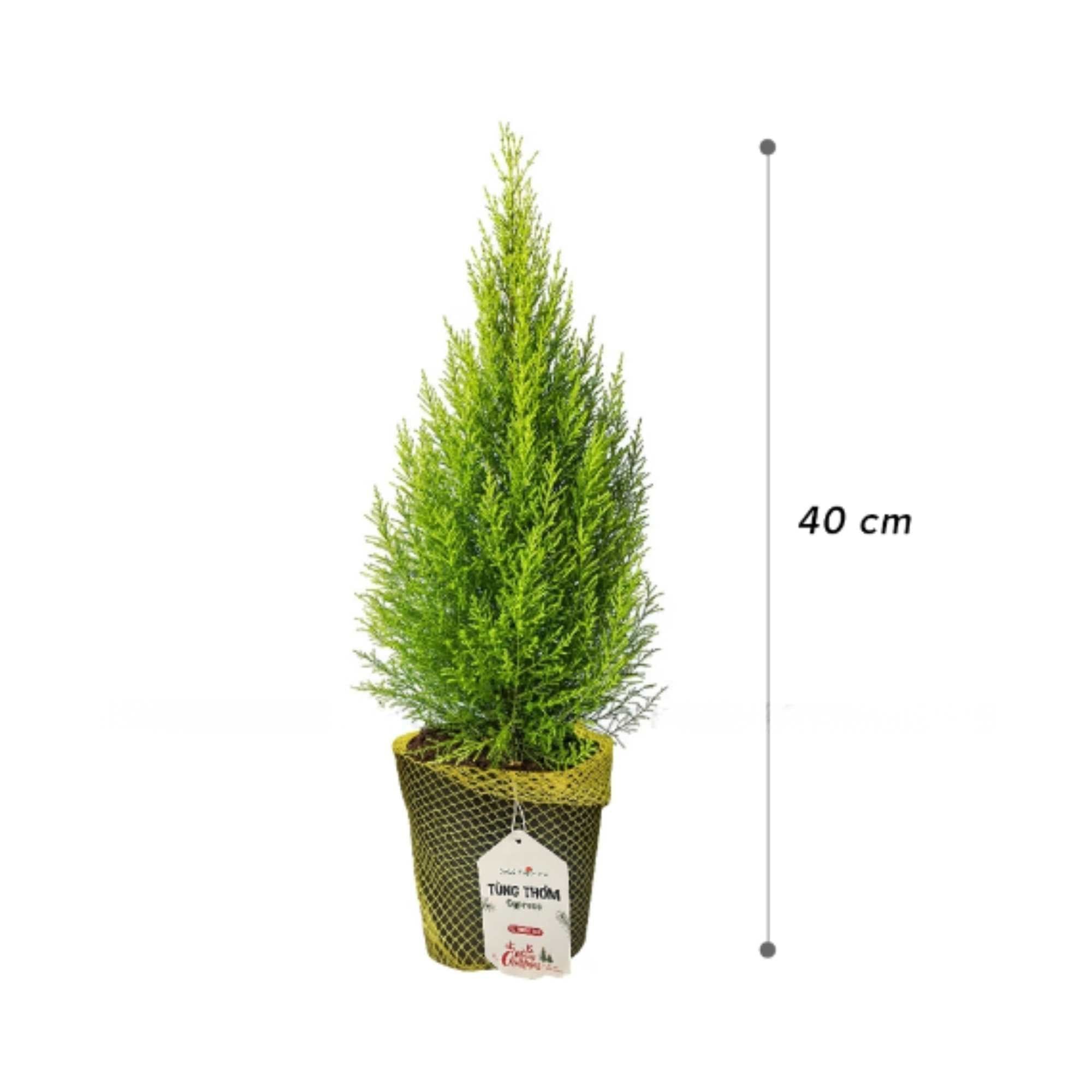  Cây tùng thơm 40 cm Hasfarm 