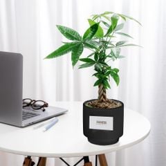 Chậu Cây Kim Ngân Vượng Phát