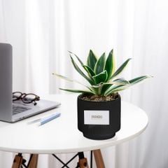 Chậu Cây Lưỡi hổ Kim vệ