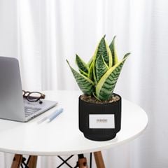 Chậu Cây Lưỡi Hổ Tài Lộc