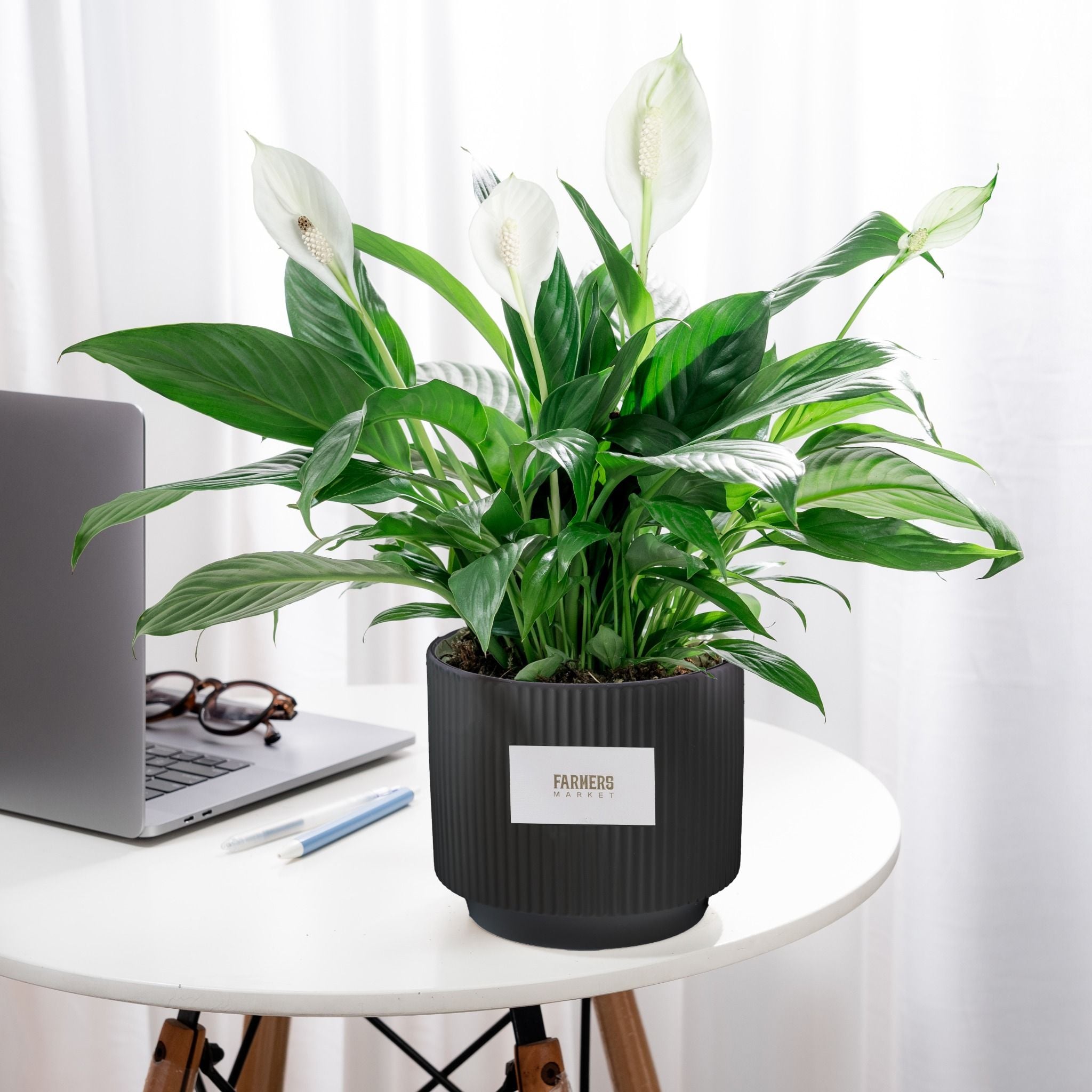  Chậu Cây Lan Ý Tài Lộc 