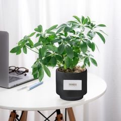 Chậu Cây Ngũ Phúc Sum Vầy