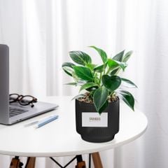 Chậu Cây Trầu Bà Vương Kim