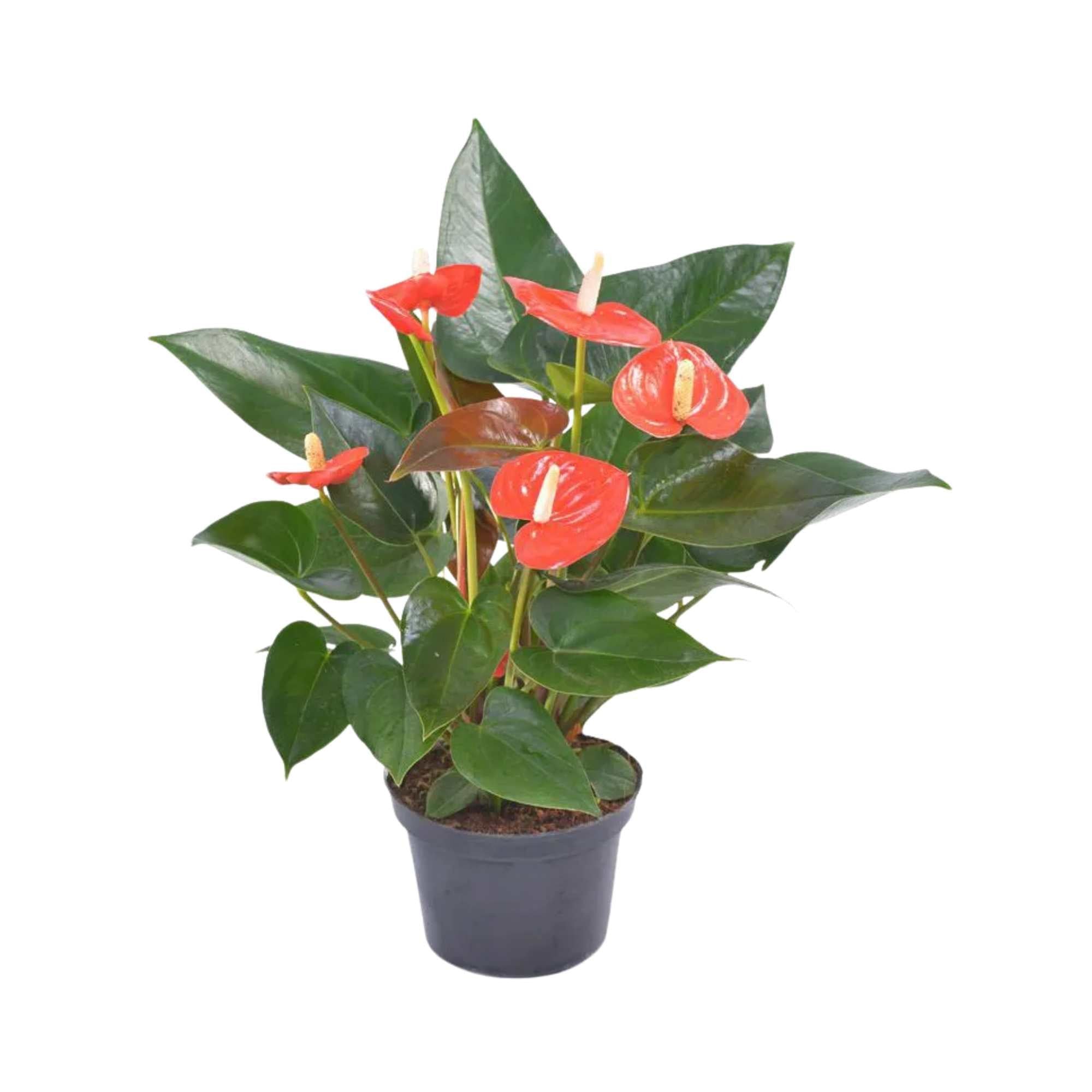  Chậu hồng môn Hasfarm (Chậu) 