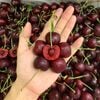 Cherry đỏ Canada size 10