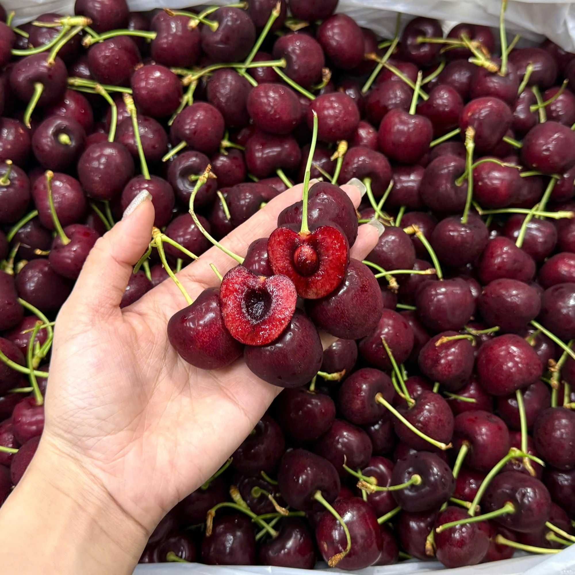  Cherry đỏ Canada size 9 - 250G 