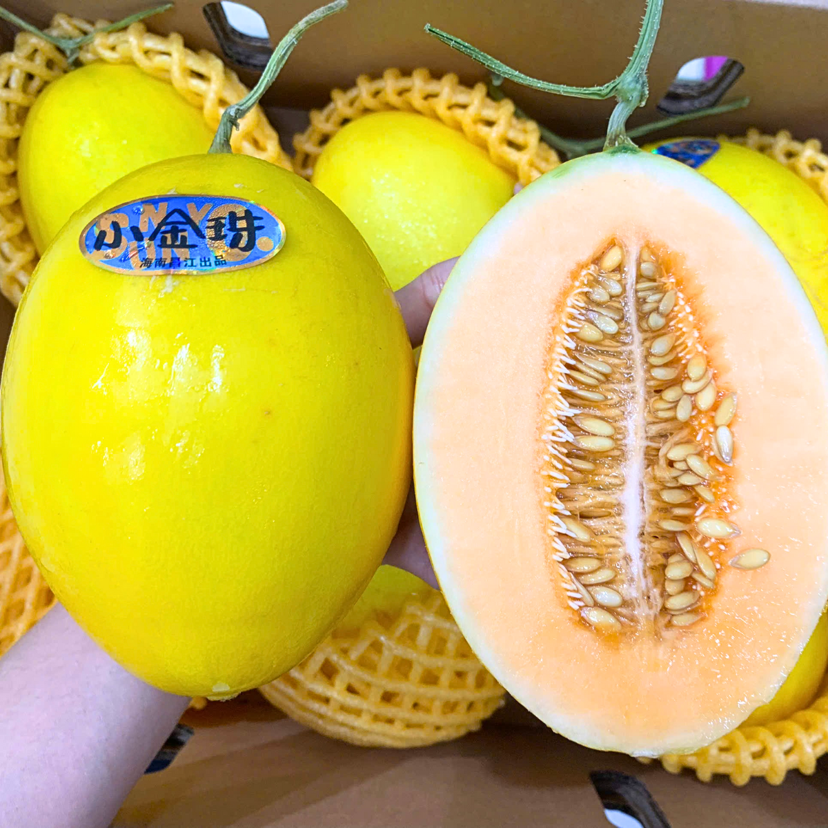  Dưa vàng mặt trời nội đia Trung (600-700G/ Trái) 