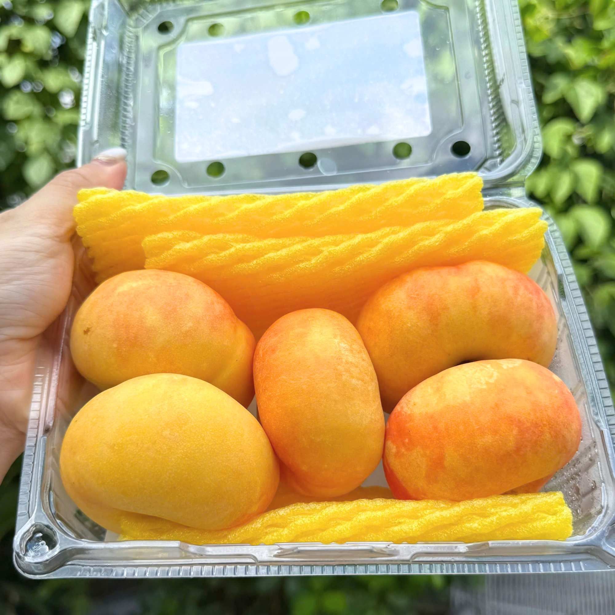  Đào dẹt hoàng kim Vip nội địa Trung - 500G/Hộp 