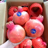  Lựu đỏ nội địa Trung size M 