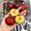 Mận đỏ ruột vàng nội địa Trung 500 g