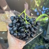  Nho đen thơm kẹo Nam Phi hộp 450G 
