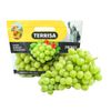 Nho xanh Autumn Crisp Terrisa Mỹ