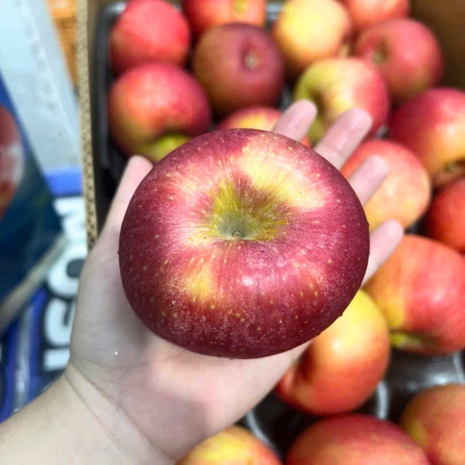  Táo Ever Crisp Mỹ size 80 - 88 