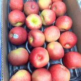  Táo Ever Crisp Mỹ size 80 - 88 