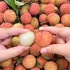 Vải thiều Bắc Giang