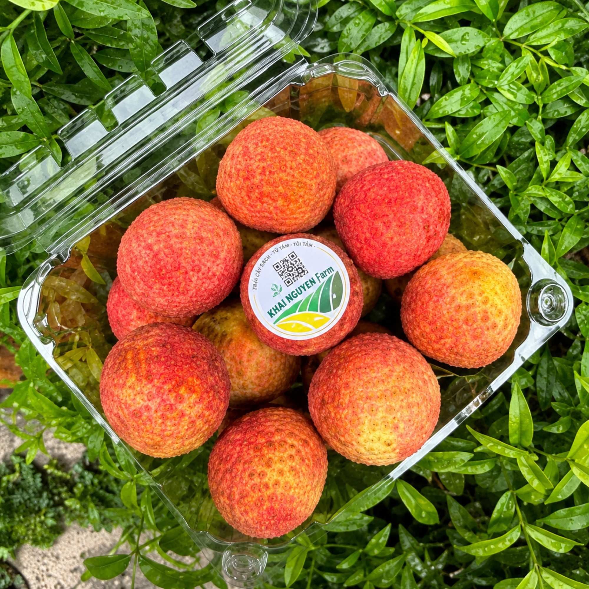  Vải trứng Thanh Hà 