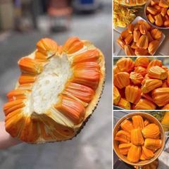 0 mit do indo boc san