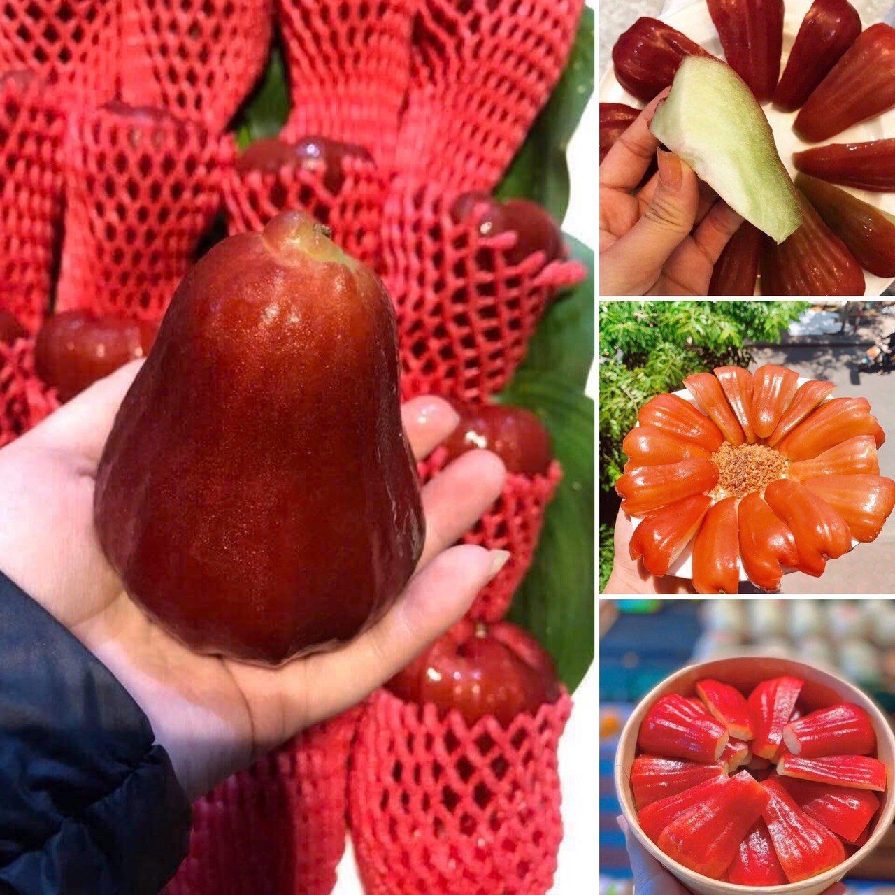 8 roi an phuoc xuat khau cat san