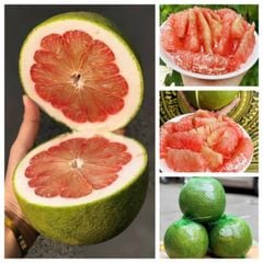 buoi da xanh ben tre hang vip